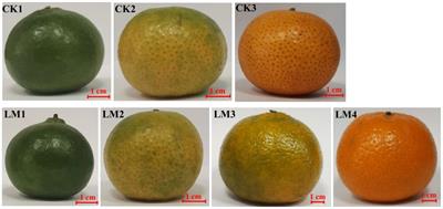 Integrated hormone and transcriptome profiles provide insight into the pericarp differential development mechanism between Mandarin ‘Shatangju’ and ‘Chunhongtangju’